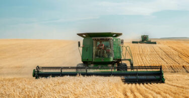 La découverte approfondie du blé et de ses adversaires...